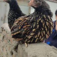 نیمچه ویاندوت سیلور و جی اس جی