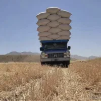 کاه گندم دیم ونرم کرمانشاه