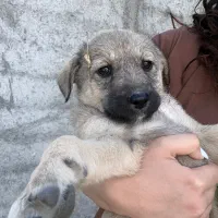 دو توله ماده مناسب باغ و نگهبانی(واگذاری رایگان)