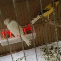 چندعدد قناری نرو ماده فروشی