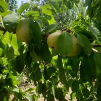 باغ ۸ساله بیستون منطقه چمچمال