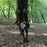 انگلیس المان|سگ|دوزین, |دیوار