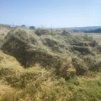 یونجه سراول تاسوم توعکس هستش