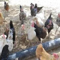 مرغ و خروس محلی گلین|حیوانات مزرعه|دوگنبدان, |دیوار