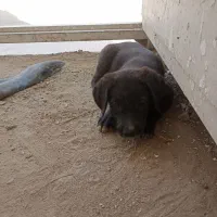 توله قدرجونی