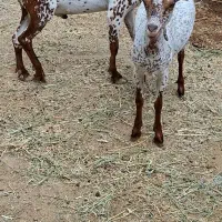 فروش‌بزغاله صلاله
