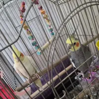 عروس هلندی نرو ماده