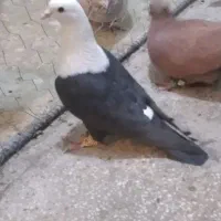 این حیون امروز رفته