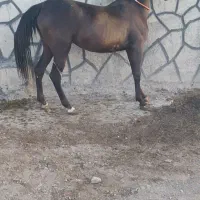 اسب مادیان عرب