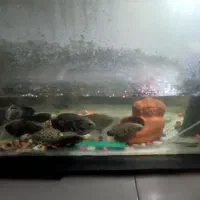 ماهی|ماهی|مشهد, اروند|دیوار