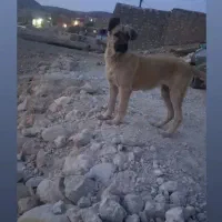 واگذاری توله سرابی شجره دار