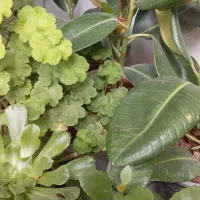 گل خانگی و آپارتمانی|گل و گیاه طبیعی|کیار, |دیوار