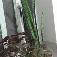 گلدان های زیبا