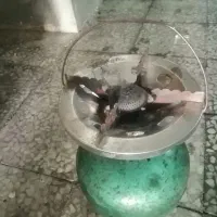 پیک‌نیک استاندارد