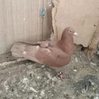 گندم کفتر|لوازم جانبی حیوانات|مشهد, امیریه|دیوار