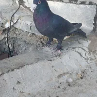 کفتر زاغ کاکلی کرکونی نر|پرنده|تربت‌حیدریه, بهشت عسکری|دیوار