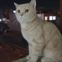 گربه بریتیش اسکاتیش|گربه|آذرشهر, |دیوار