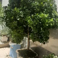 گل و گیاه شمشاد طلایی و نخل ماداگاسکار|گل و گیاه طبیعی|اصفهان, بوستان کوهستانی صفه|دیوار