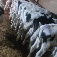 گوساله هلشتاین