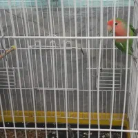 کوتوله‌جفت‌کارداده|پرنده|شیراز, طلاب|دیوار