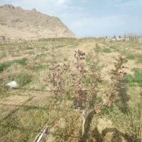 باغ پسته در خان تختی