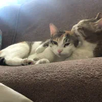 واگذاری گربه عقیم شده