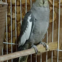 ی جفت عروس هلندی نر و ماده|پرنده|صباشهر, |دیوار