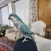 طوطی راهب|پرنده|اصفهان, ارداجی|دیوار