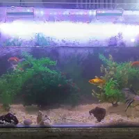 آکواریوم با تمام لوازم|ماهی|مشهد, گاز|دیوار