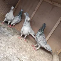 کبوتر طوقی و سار  موقعیت بجنورد