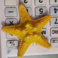 صدفهای بزرگ سنگی|صنایع دستی و سایر لوازم تزئینی|دماوند, مسکن مهر گیلاوند|دیوار