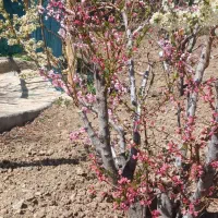 پیوند انواع درختان و هرس و مشاوره