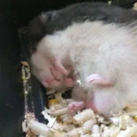 همستر|موش و خرگوش|بندرعباس, |دیوار