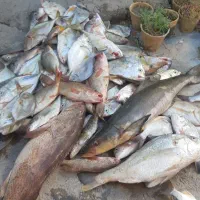 اجاره قایق ماهیگیری|ماهیگیری|بندر کنگان, |دیوار