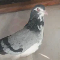 تعدادی دمگیر درجه یک|پرنده|اصفهان, پوریای ولی|دیوار