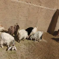 ۱۰ تا بز فقط ۴۰ میلیون تومان بهتر از گوسفند هستند|حیوانات مزرعه|همدان, |دیوار