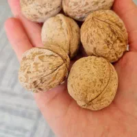گردو پرچرب تازه