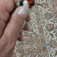 سهره گل بلند