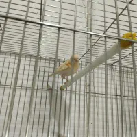 چند عدد قناری دونه 1200