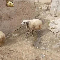 قوچ دقلو را عالی