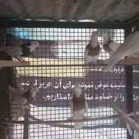 طوقی
