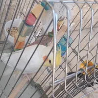 گمشده