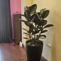 فیکوس بلک بلند