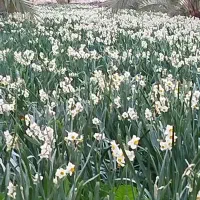 فروش گل نرگس