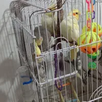 عروس هلندی|پرنده|نوشهر, |دیوار