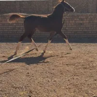 اسب|اسب و تجهیزات اسبسواری|اسفرورین, |دیوار