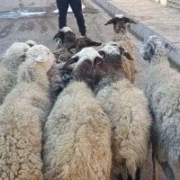 12 راس گوسفند جوان و چاق  ،مایه کرده آبستن