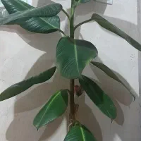 گل فیکوس زیبا|گل و گیاه طبیعی|نوشین شهر, |دیوار