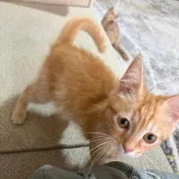 گربه پرشین نر|گربه|رباطکریم, رباطکریم|دیوار