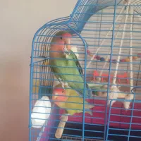 طوطی برزیلی|پرنده|ماهدشت, |دیوار